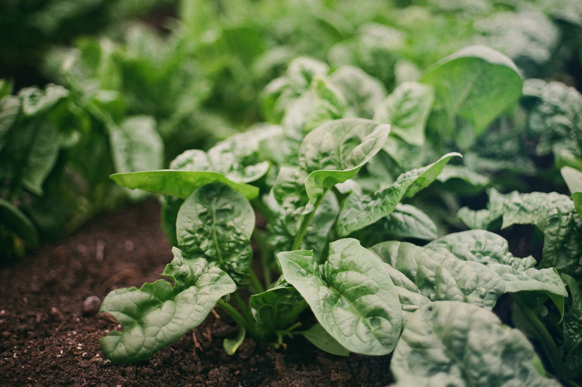 Spinach in Greenhouse